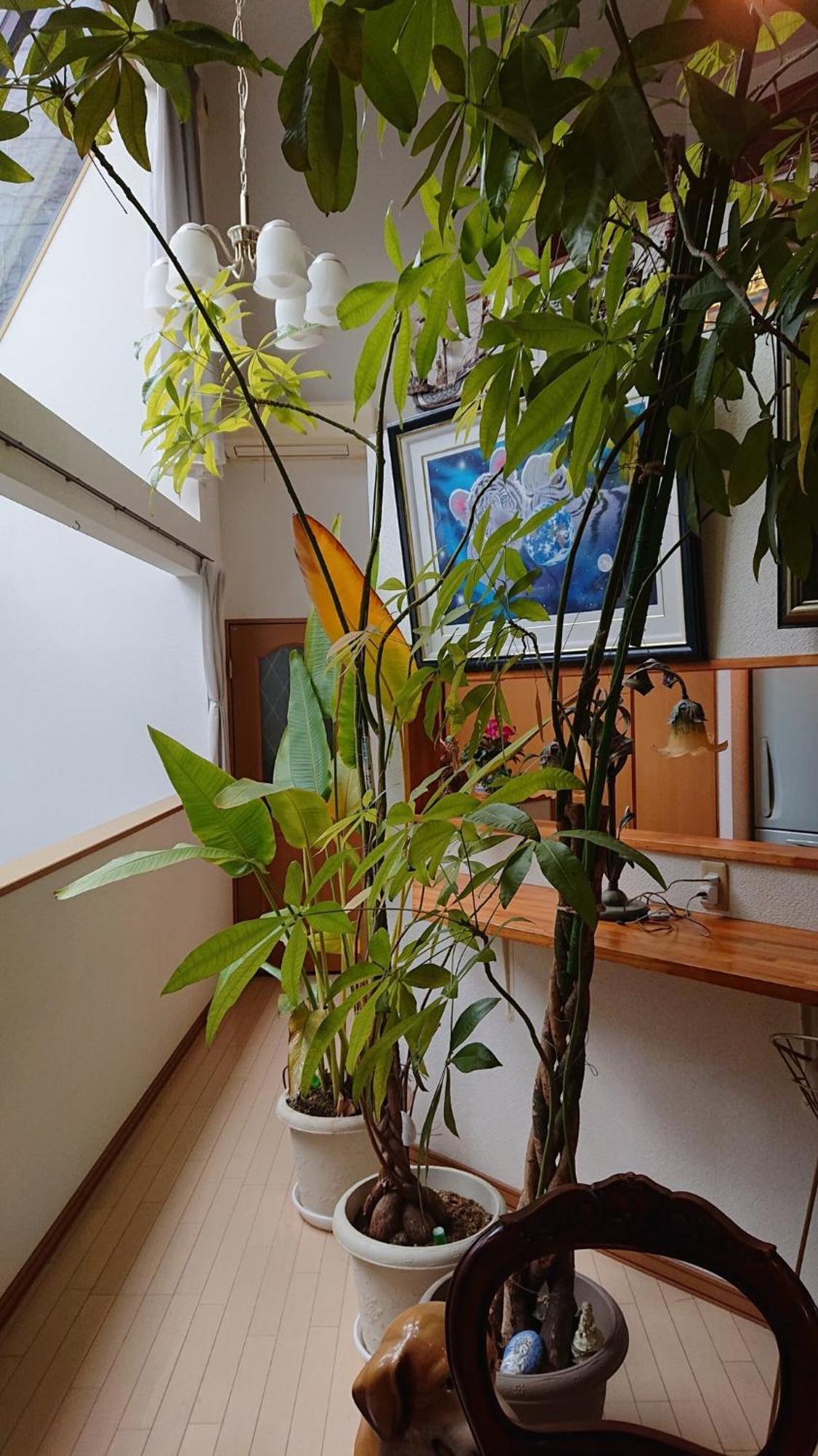 Setagaya-ku - House - Vacation 17811 * Tokyo prefektur
